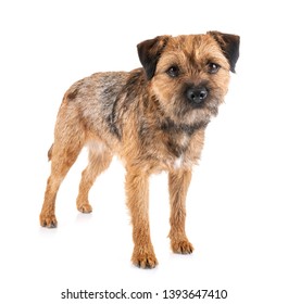 Border Terrier In Front Of White Background