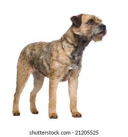 Border Terrier In Front Of A White Background