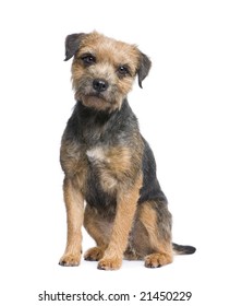 Border Terrier In Front Of A White Background