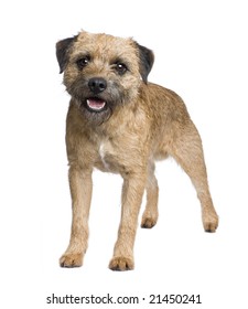 Border Terrier In Front Of A White Background