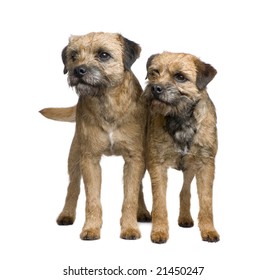 Border Terrier In Front Of A White Background