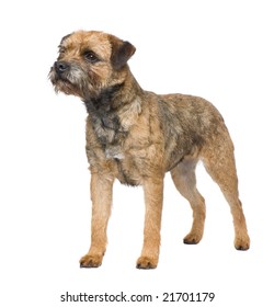 Border Terrier In Front Of A White Background