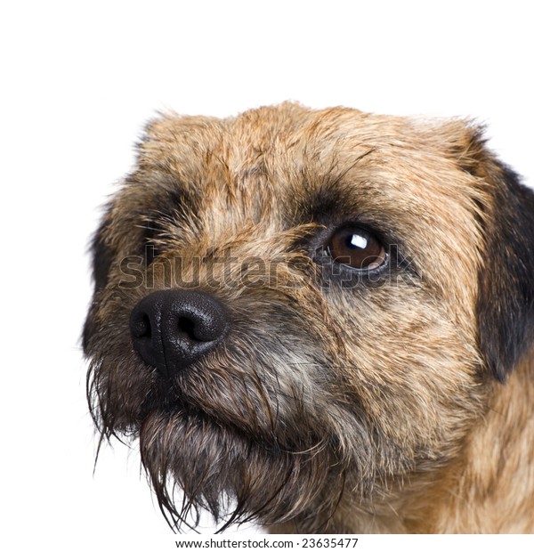 Border Terrier Front White Background Stock Photo 23635477 | Shutterstock