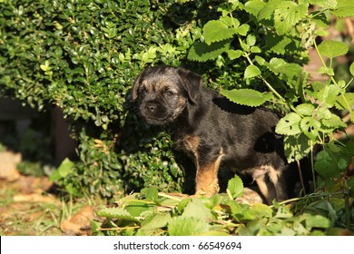 Border Terrier Puppy