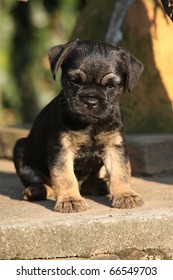 Border Terrier Puppy