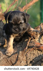 Border Terrier Puppy