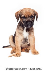 Border Terrier Puppy