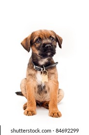 Border Terrier Puppy With Collar Tag