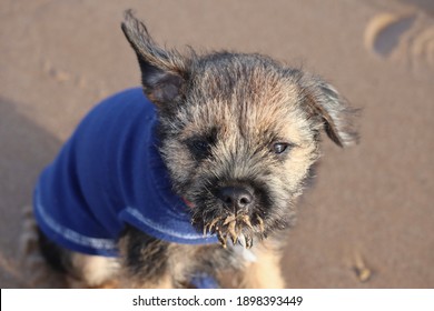 Border Terrier Beach Images Stock Photos Vectors Shutterstock