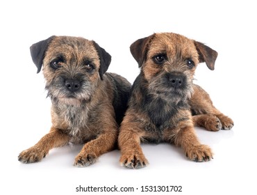 185 Male Border Terrier Images, Stock Photos & Vectors | Shutterstock