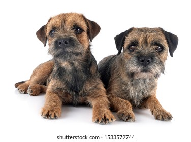 185 Male Border Terrier Images, Stock Photos & Vectors | Shutterstock