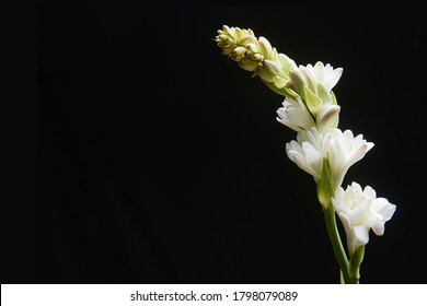 Border of tuberose flowers and buds isolated against black background