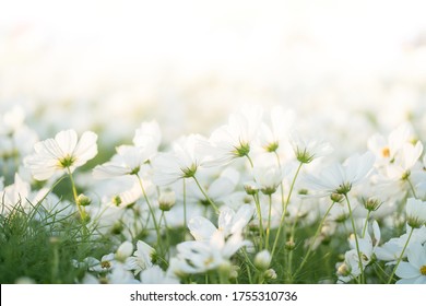 Border of white cosmos flower in cosmos field in garden with blurry background & soft sunlight for horizontal floral poster. Close up flowers blooming on softness style in spring summer under sunrise - Powered by Shutterstock