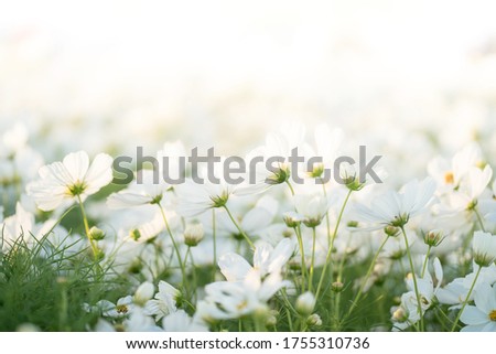 Border of white cosmos flower in cosmos field in garden with blurry background & soft sunlight for horizontal floral poster. Close up flowers blooming on softness style in spring summer under sunrise