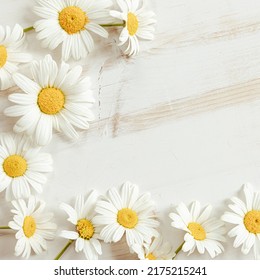 Border White Daisy Flowers On White Stock Photo 2175215241 | Shutterstock