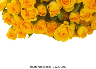 Border Of Yellow Roses Border Close Up Isolated On White Background