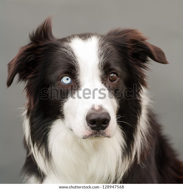 Bordercollie One Brown One Blue Eye Stock Photo Edit Now