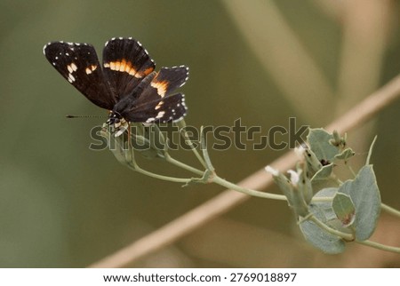 Bordered Patch ( Chlosyne lacinia) commonly found in the soutwestern United States,ranging from Texas to California.This specimen comes from Madeira Canyon in Arizona.