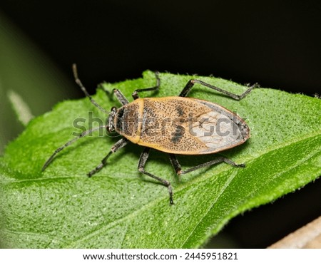 Bordered plant bug (Largus maculatus) insect on leaf night hemiptera, nature Springtime pest control agriculture.