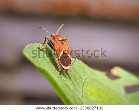 bordered plant bugs (Largidae) is a family of insects within the order Hemiptera.
