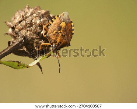 Bordered shieldbug (Carpocoris purpureipennis) on a dried seed head; crisp eye and antenna detail, textured shield, smooth plain background with copy space.