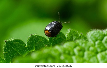 Bordered shieldbug Legnotus limbosus on nettle. Small black and white true bug in the family Cydnidae, seen head on showing white edges of corium.