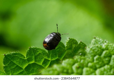 Bordered shieldbug Legnotus limbosus on nettle. Small black and white true bug in the family Cydnidae, seen head on showing white edges of corium.