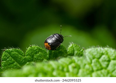 Bordered shieldbug Legnotus limbosus on nettle. Small black and white true bug in the family Cydnidae, seen head on showing white edges of corium.