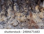 Bore dust a reddish sawdust like substance known as frass could be an indication of Pine Beetle activity