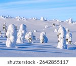Boreal Forest or Taiga with snow clad spruce trees (locally called Tunturi) during winter. Landscape in the Riisitunturi National Park (Riisitunturi Kansallispuisto) in Lapland near Posio, Finland.