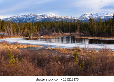 Boreal Forest Taiga Wetland Marsh Spring Thaw In Yukon Territory, Canada