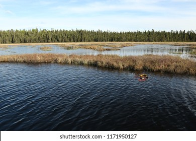 A Boreal Lake Wetland In Late Afternoon. Lillypads And Wetland Shrubs In The Foreground.