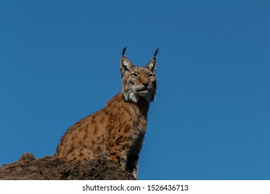 boreal lynx