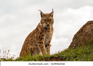 boreal lynx