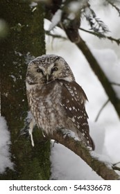 Boreal Owl