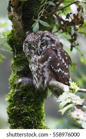 Boreal Owl