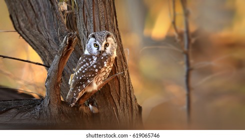 Boreal Owl