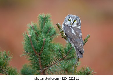 Boreal owl (Aegolius funereus) is a small owl. In Europe, it is typically known as Tengmalm's owl after Swedish naturalist Peter Gustaf Tengmalm 