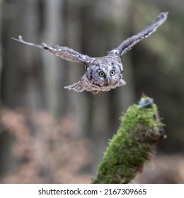 Boreal Owl In Flight (Aegolius Funereus)