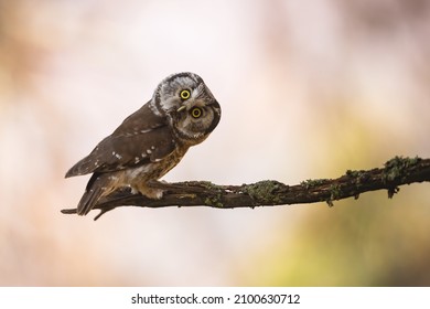 Boreal owl looking to the camera on branch with copy space