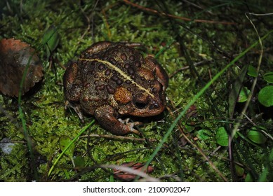 Boreal Or Western Toad Sitting In The Moss