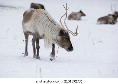  Boreal Woodland Caribou (Rangifer Tarandus Caribou) In Winter