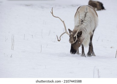  Boreal Woodland Caribou (Rangifer Tarandus Caribou) In Winter