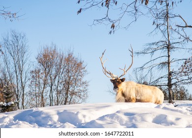 Boreal Woodland Caribou In The Snow