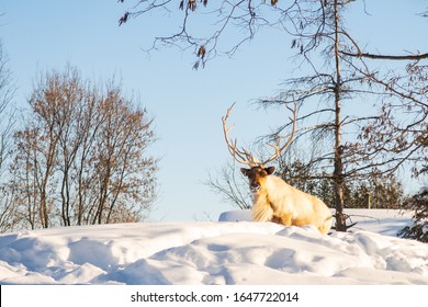 Boreal Woodland Caribou In The Snow