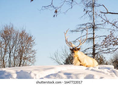 Boreal Woodland Caribou In The Snow