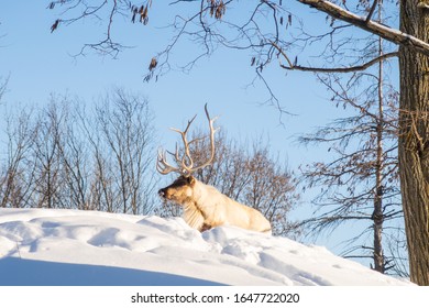 Boreal Woodland Caribou In The Snow