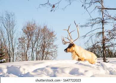 Boreal Woodland Caribou In The Snow