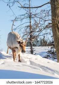 Boreal woodland caribou in the snow