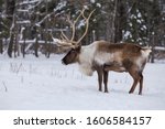 Boreal woodland caribou in winter (Rangifer tarandus caribou)